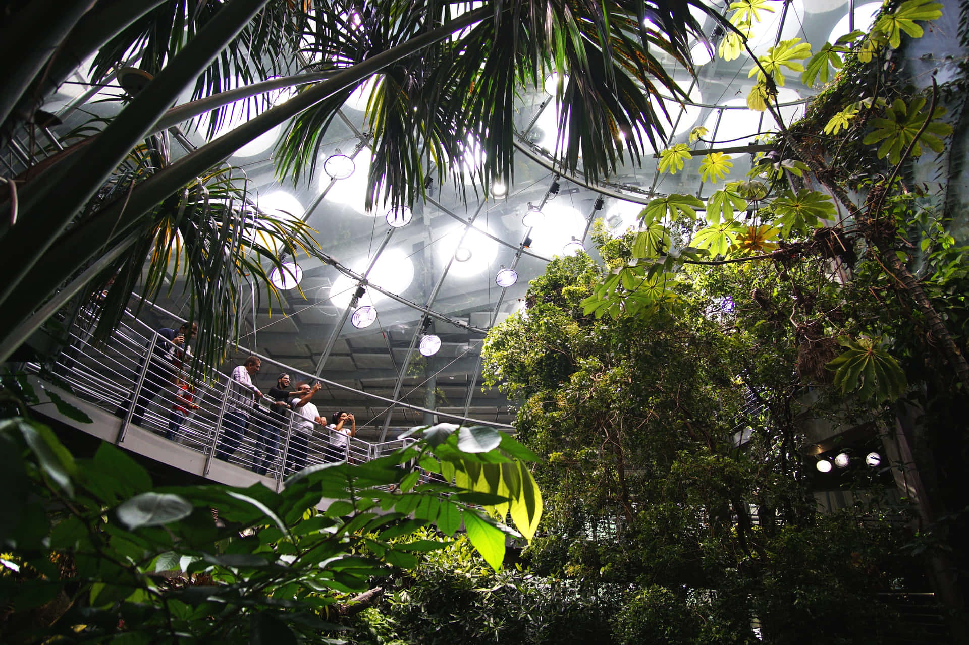 Coupole De La Forêt Tropicale De L'académie Des Sciences De Californie Fond d'écran