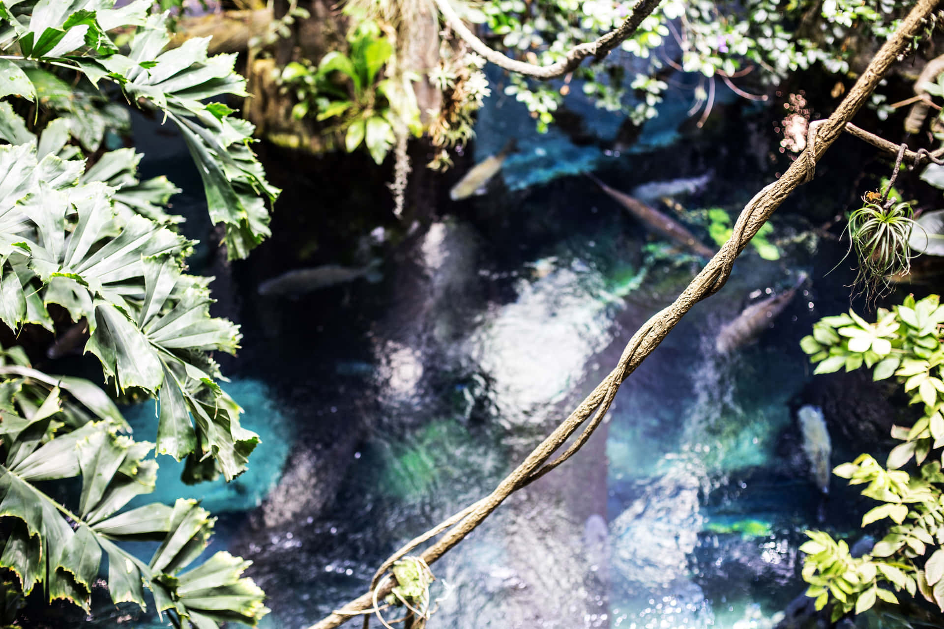 Rainforest Exhibit California Academy Sciences Wallpaper