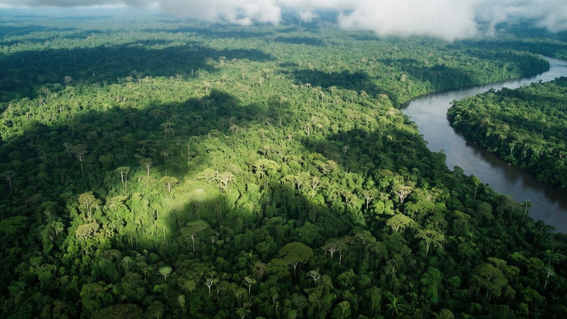 Hutan hujan dari atas Wallpaper