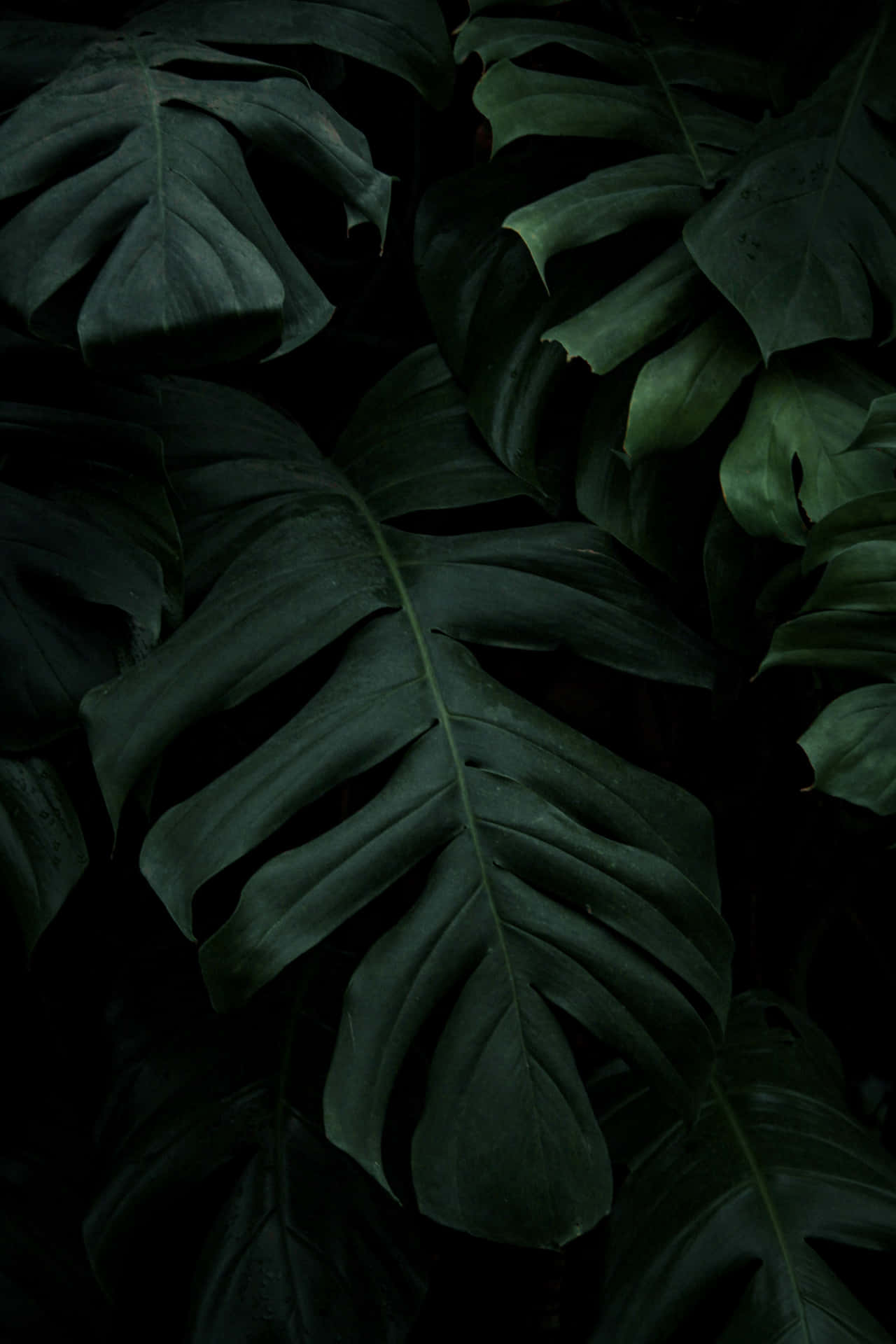 Rainforest Leaves For Instagram Stories Wallpaper
