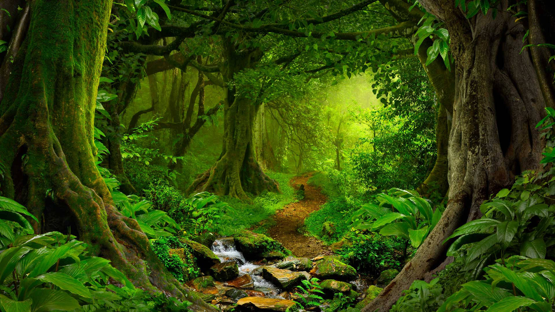 Caminodel Bosque Tropical Fondo de pantalla
