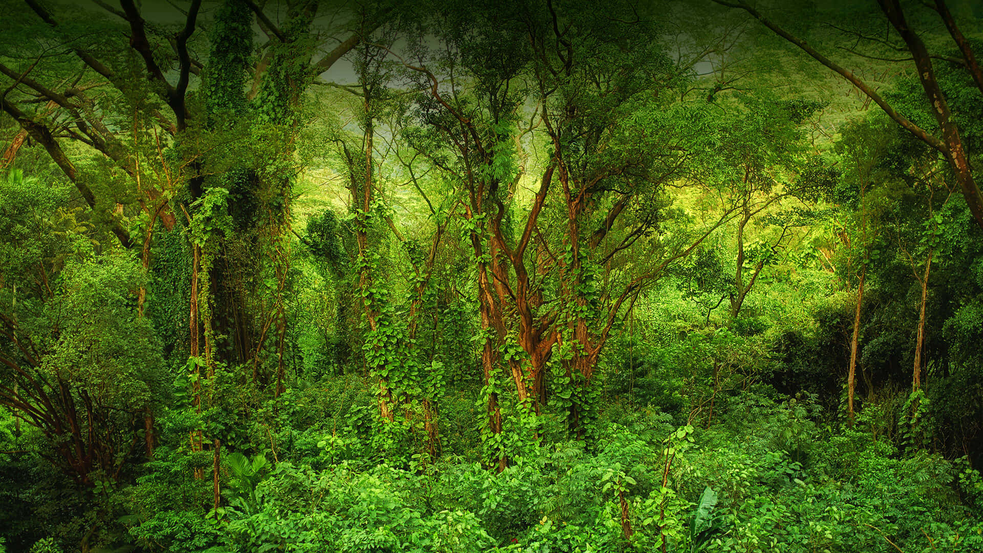 Descubrela Profundidad Y Belleza De La Selva Tropical.