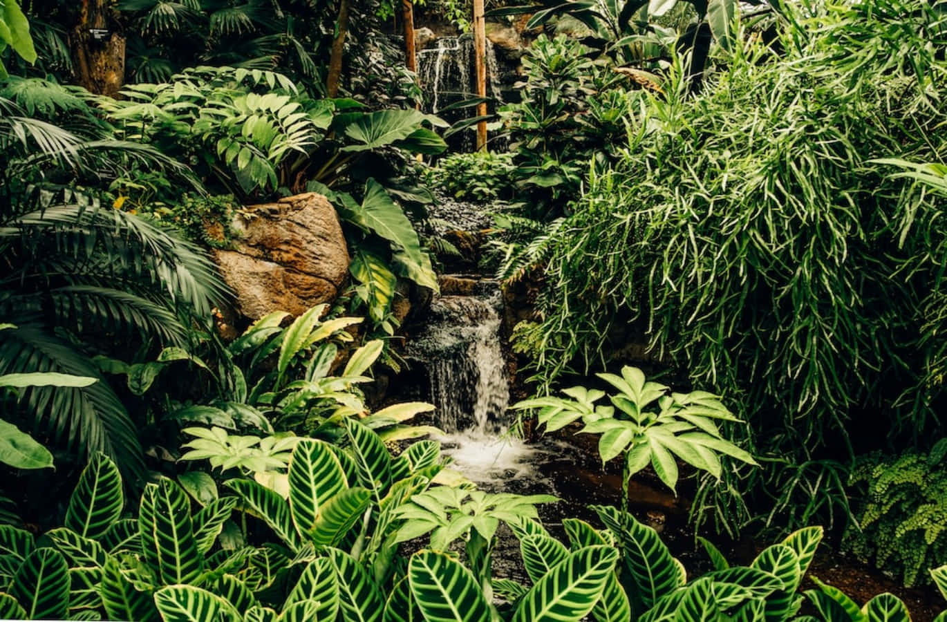 Durchstreifensie Üppiges Regenwaldlaub In Der Unberührten Schönheit Der Natur