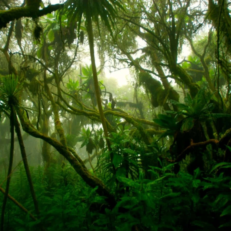 "Discover the mesmerizing beauty of rainforests."