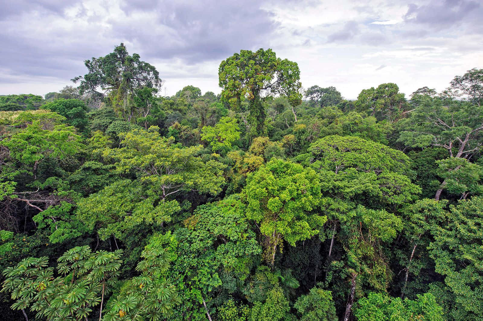 A lush, textured rainforest providing a captivating refuge