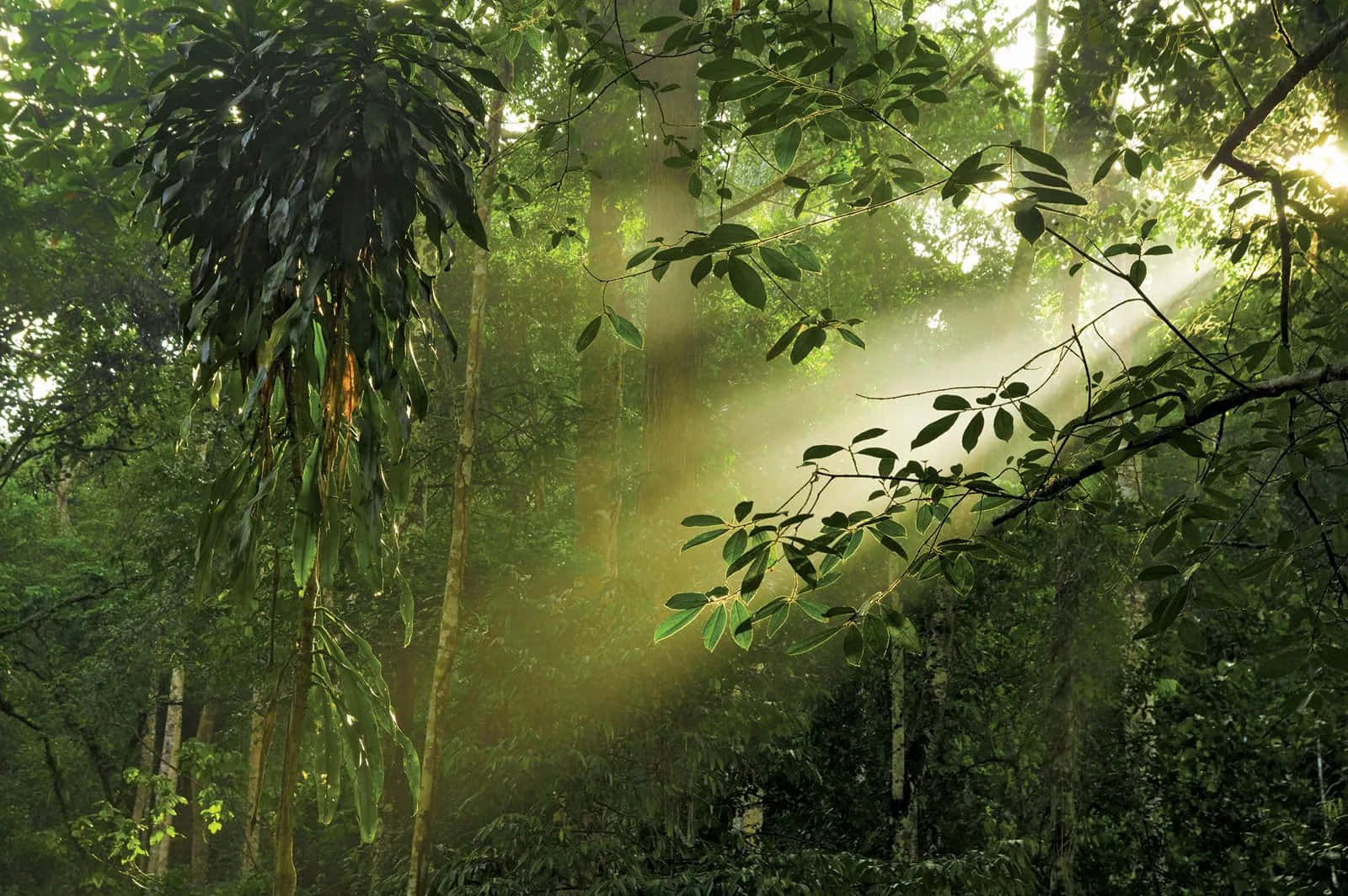 Nebelumschließt Üppige Grüne Baumstämme, Soweit Das Auge Reicht, In Dieser Wunderschönen Regenwaldlandschaft.