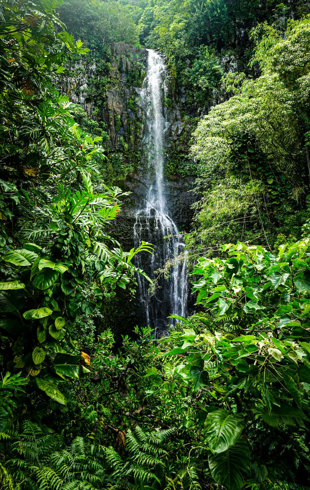 A Waterfall Surrounded By Lush Green Vegetation