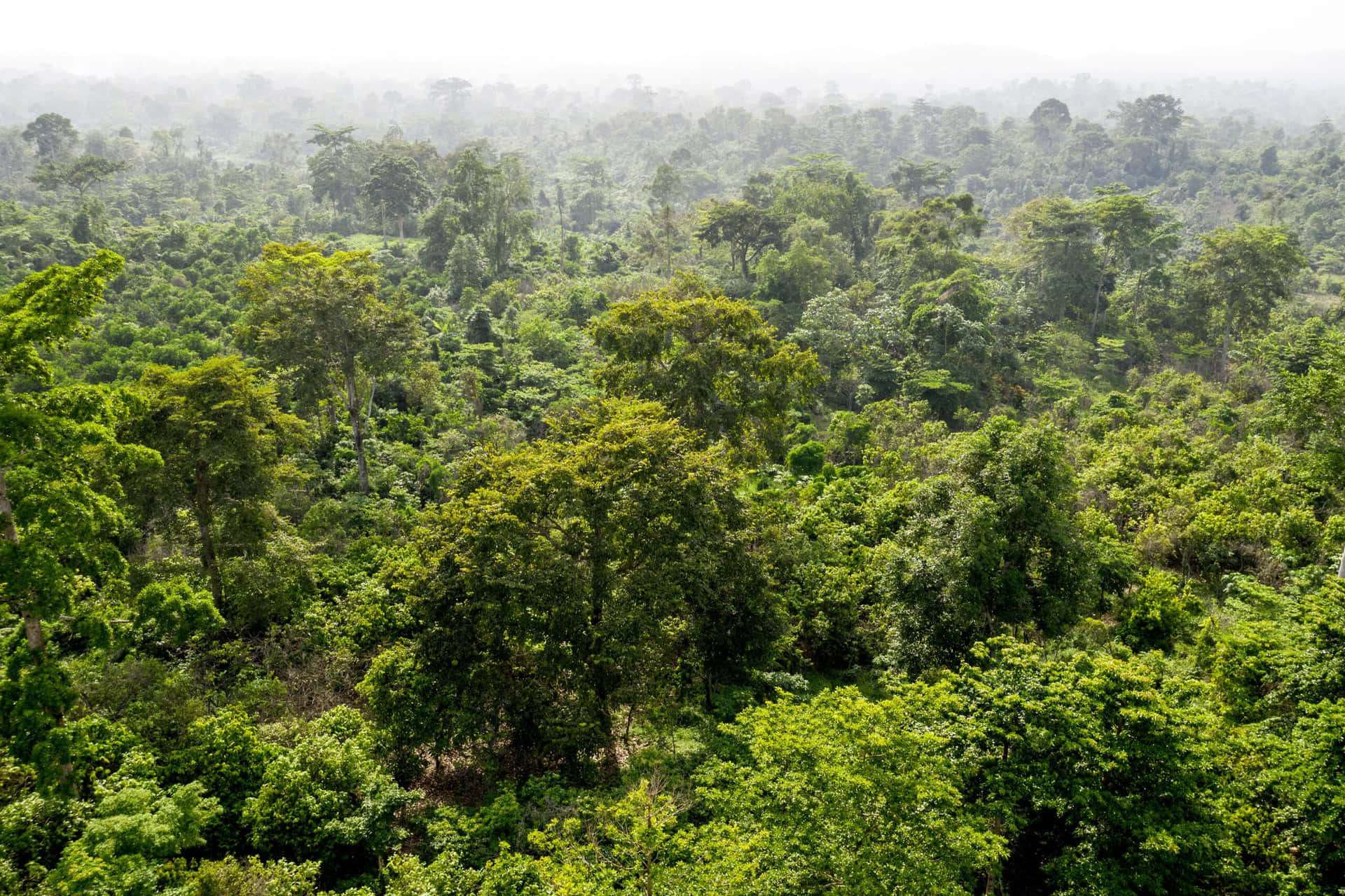 Dielebendige Schönheit Des Amazonas-regenwaldes