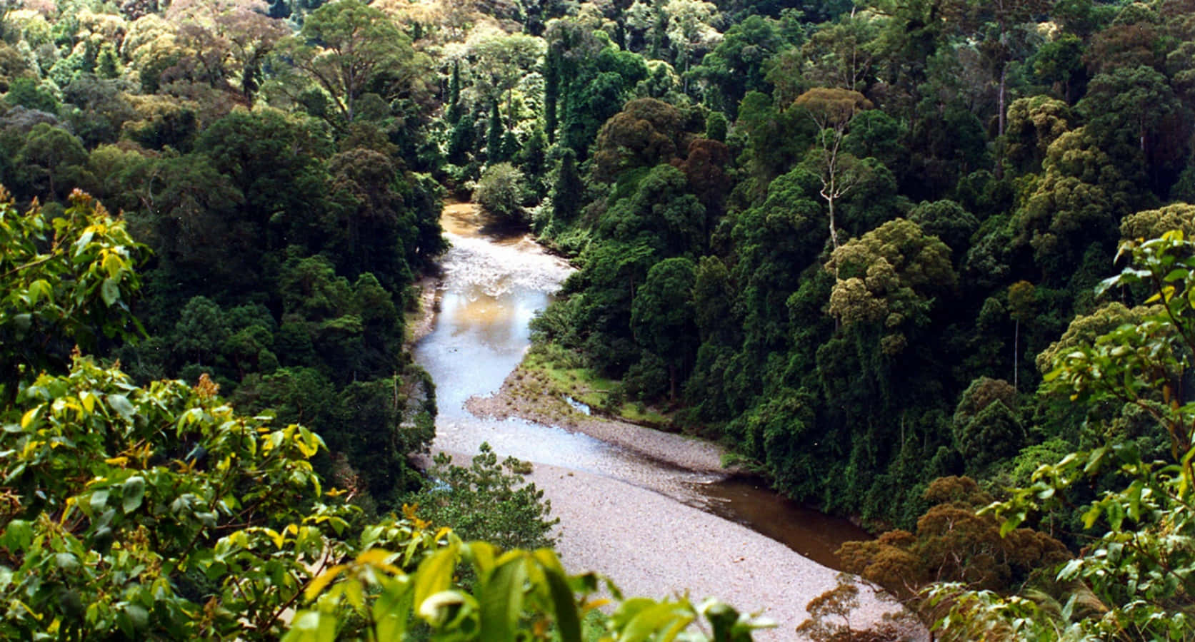 Udforskerskønheden I Amazonas Regnskov.
