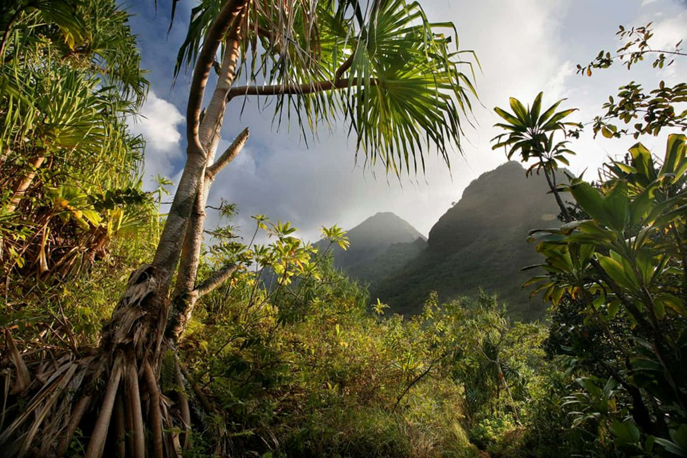 Unaexuberante Y Vibrante Selva Tropical En El Corazón De La Naturaleza.