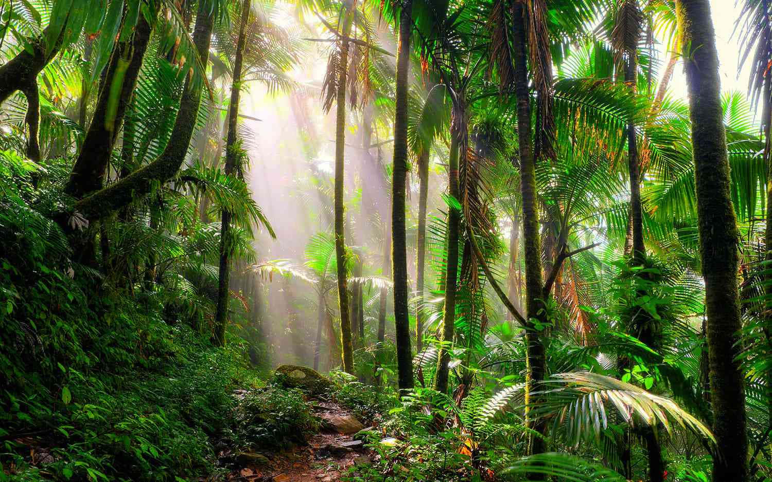 A Trail Through A Tropical Forest With Sunlight Shining Through The Trees