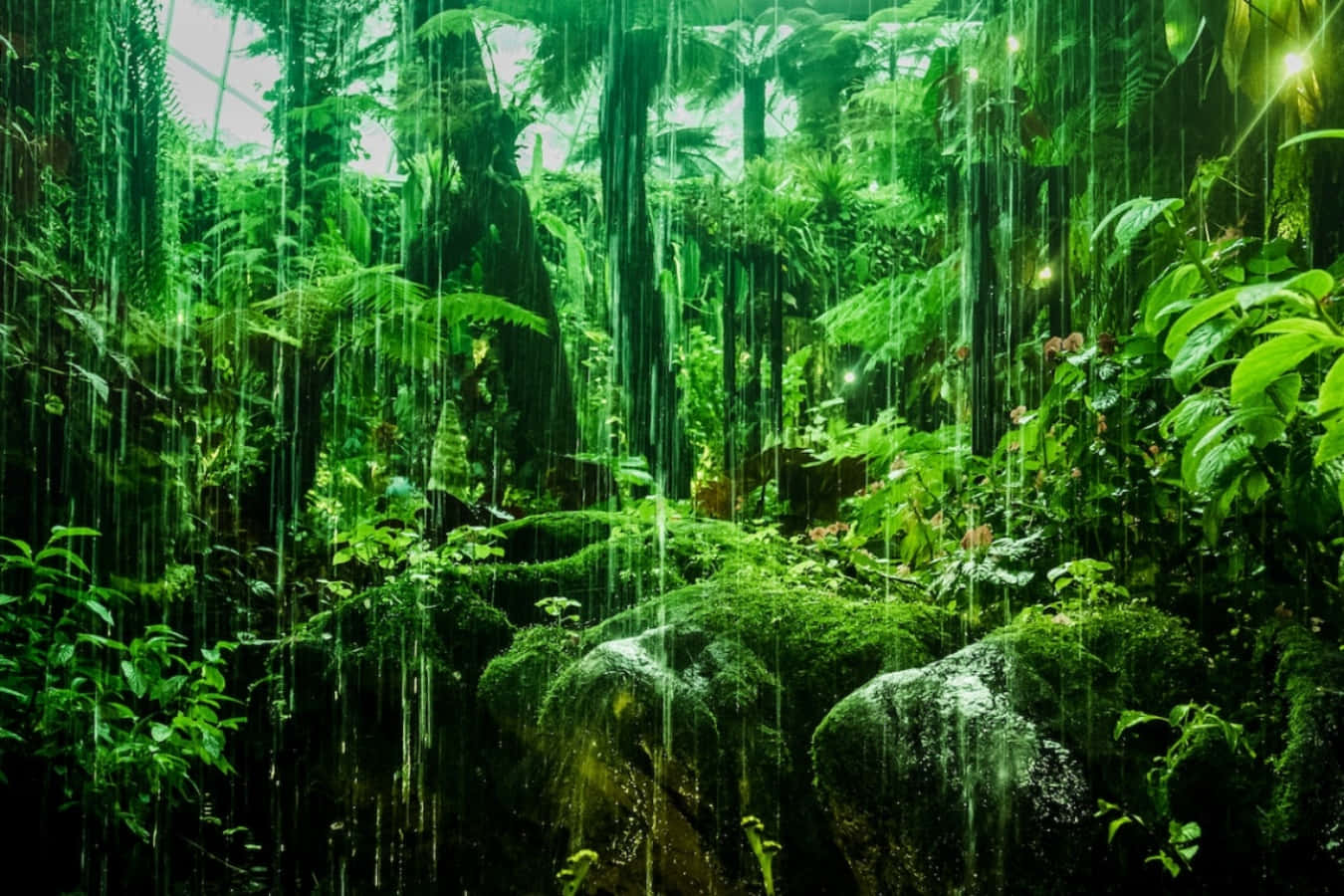 Lush greenery of an Amazon Rainforest