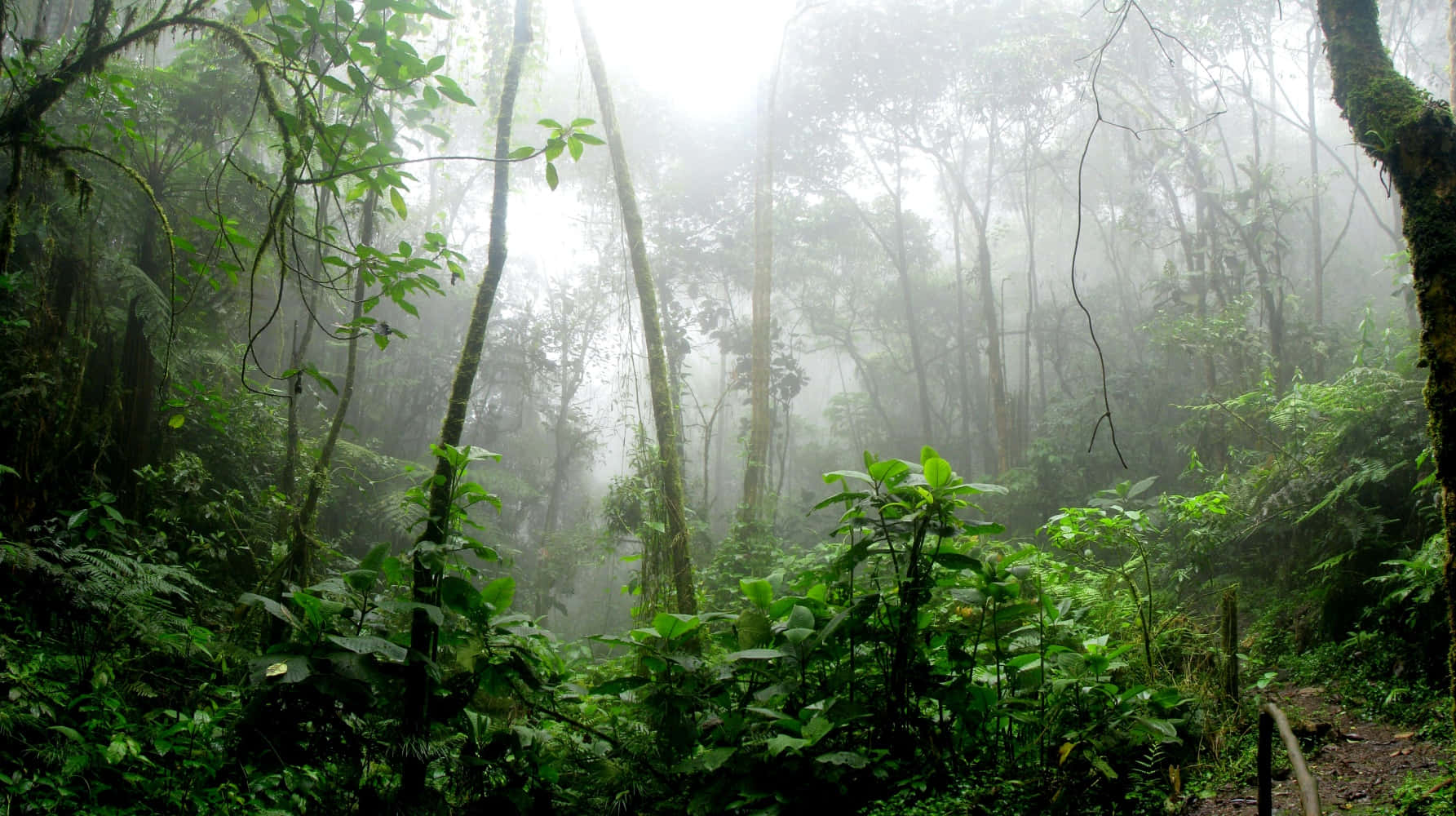 A Trail Through A Lush Tropical Forest