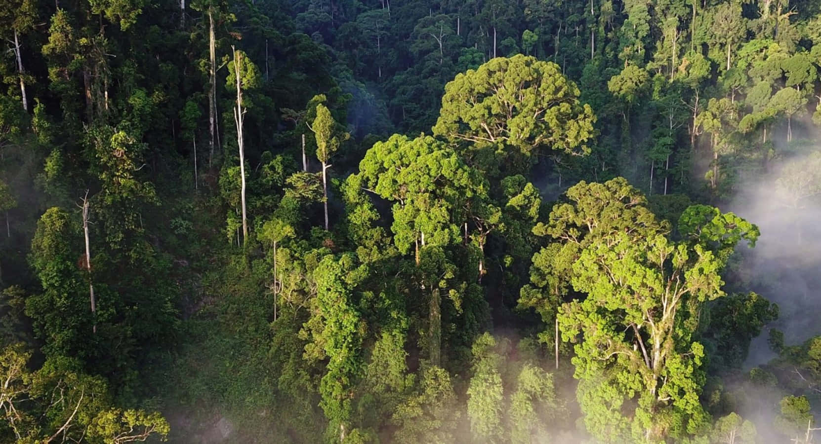 Explore the lush and vibrant rainforest
