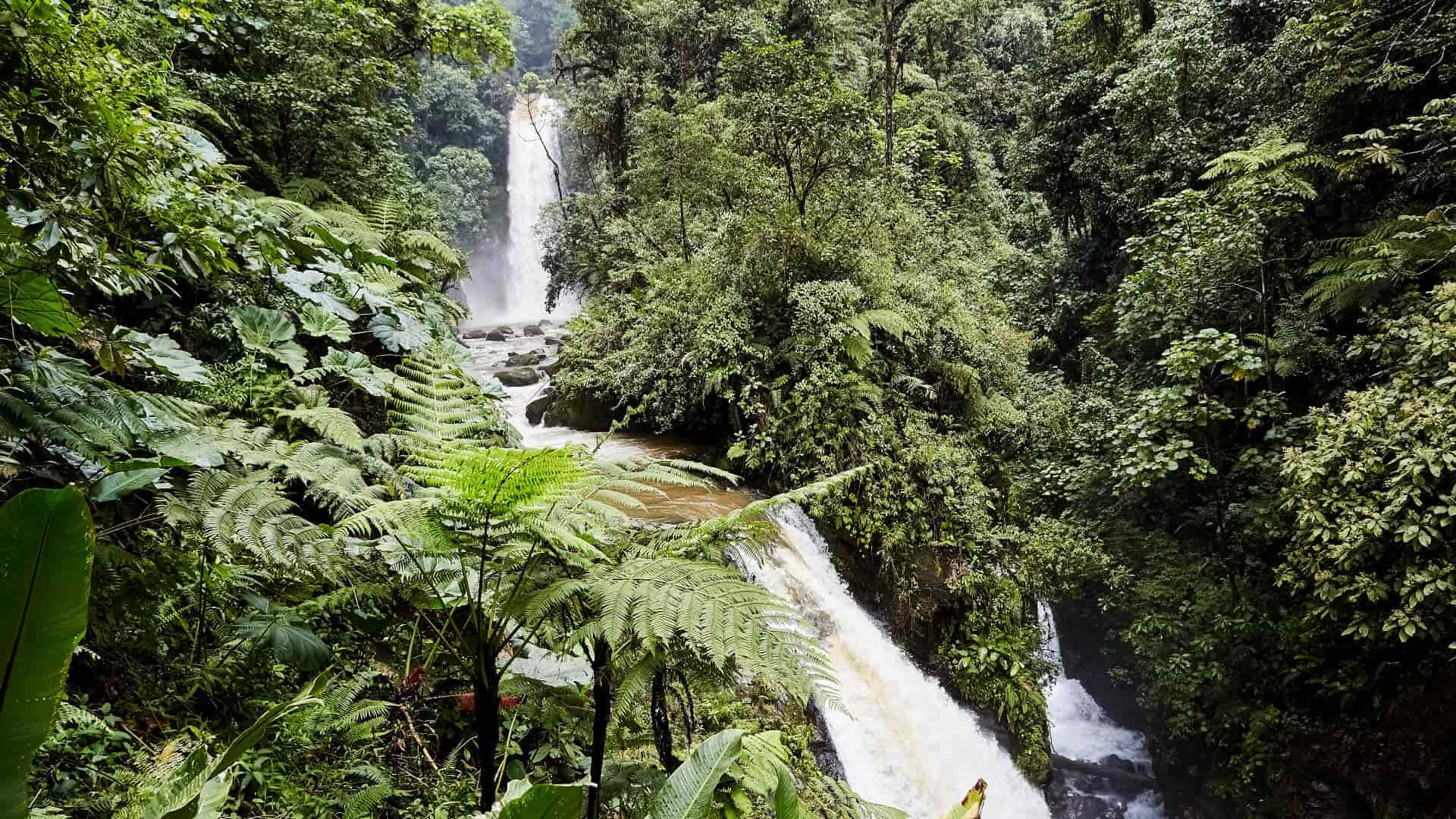 A majestic rainforest river surrounded by lush vegetation.