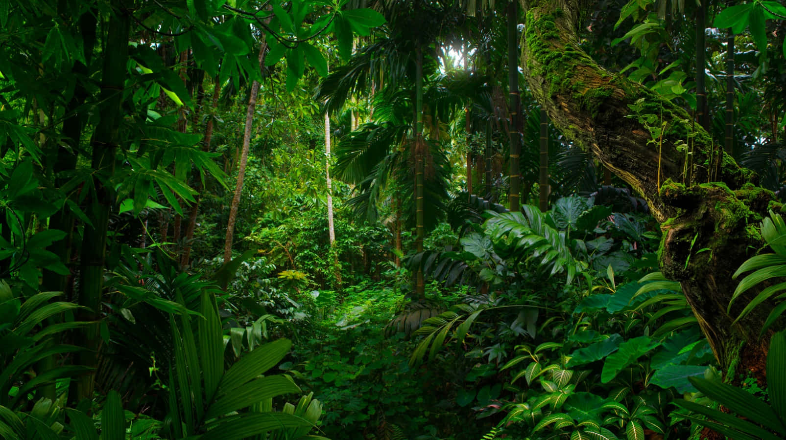 A view of the amazing tropical rainforest