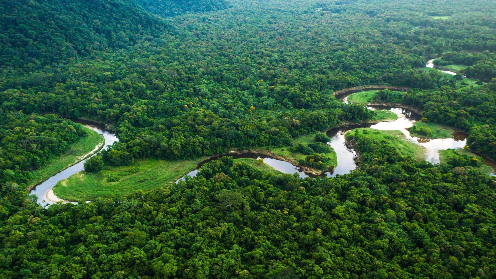 The Mystical Beauty of a Rainforest