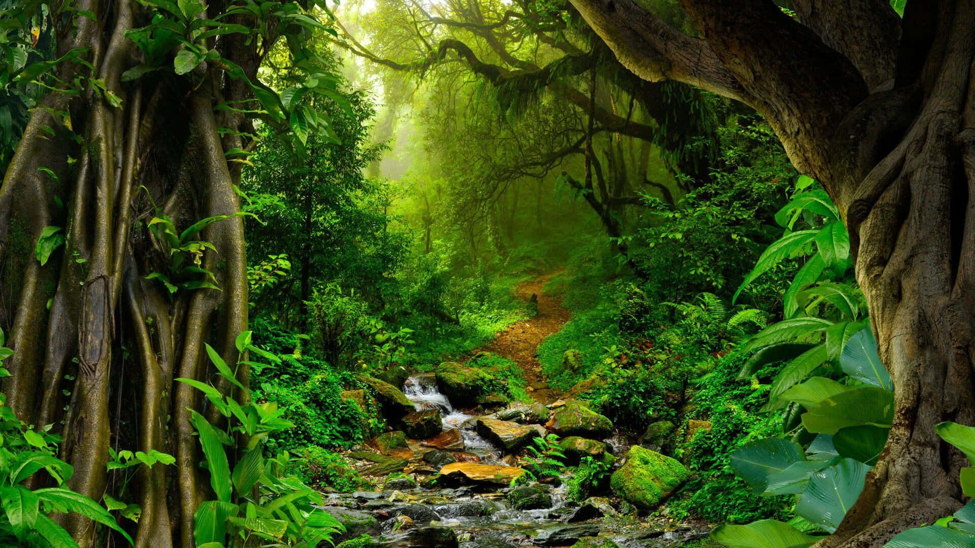 Einüppiger Und Lebendiger Regenwald In Brasilien