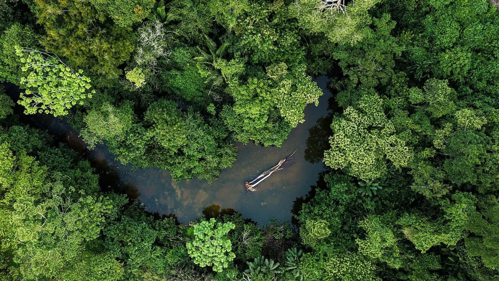 A Journey Through a Beautiful Rainforest