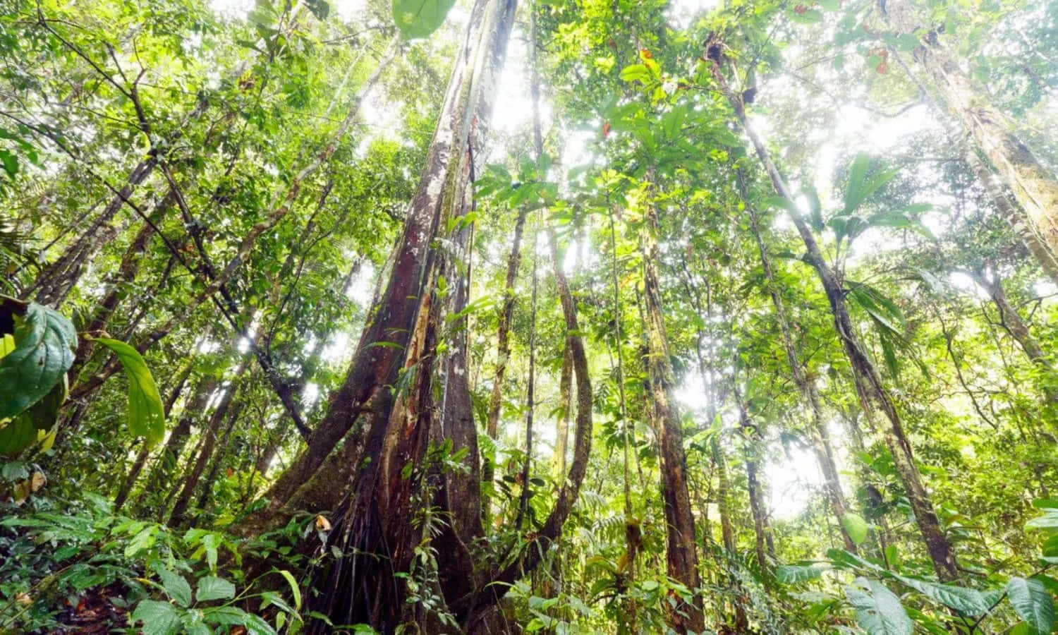 A Large Tree In The Rainforest