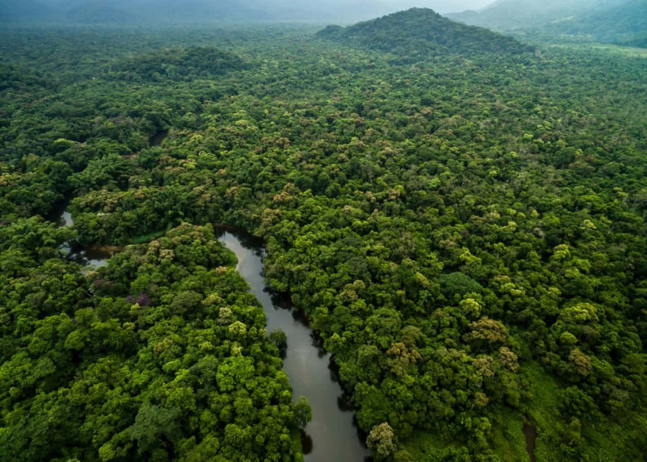 Explore the magical rainforest world