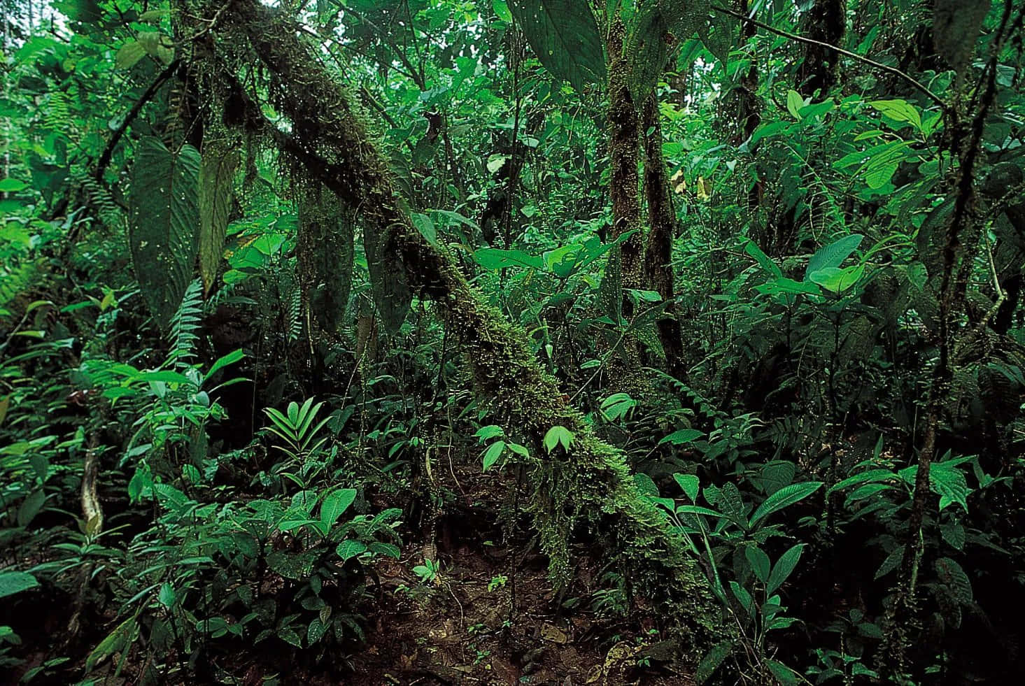 A tropical rainforest abounds with life and lush vegetation