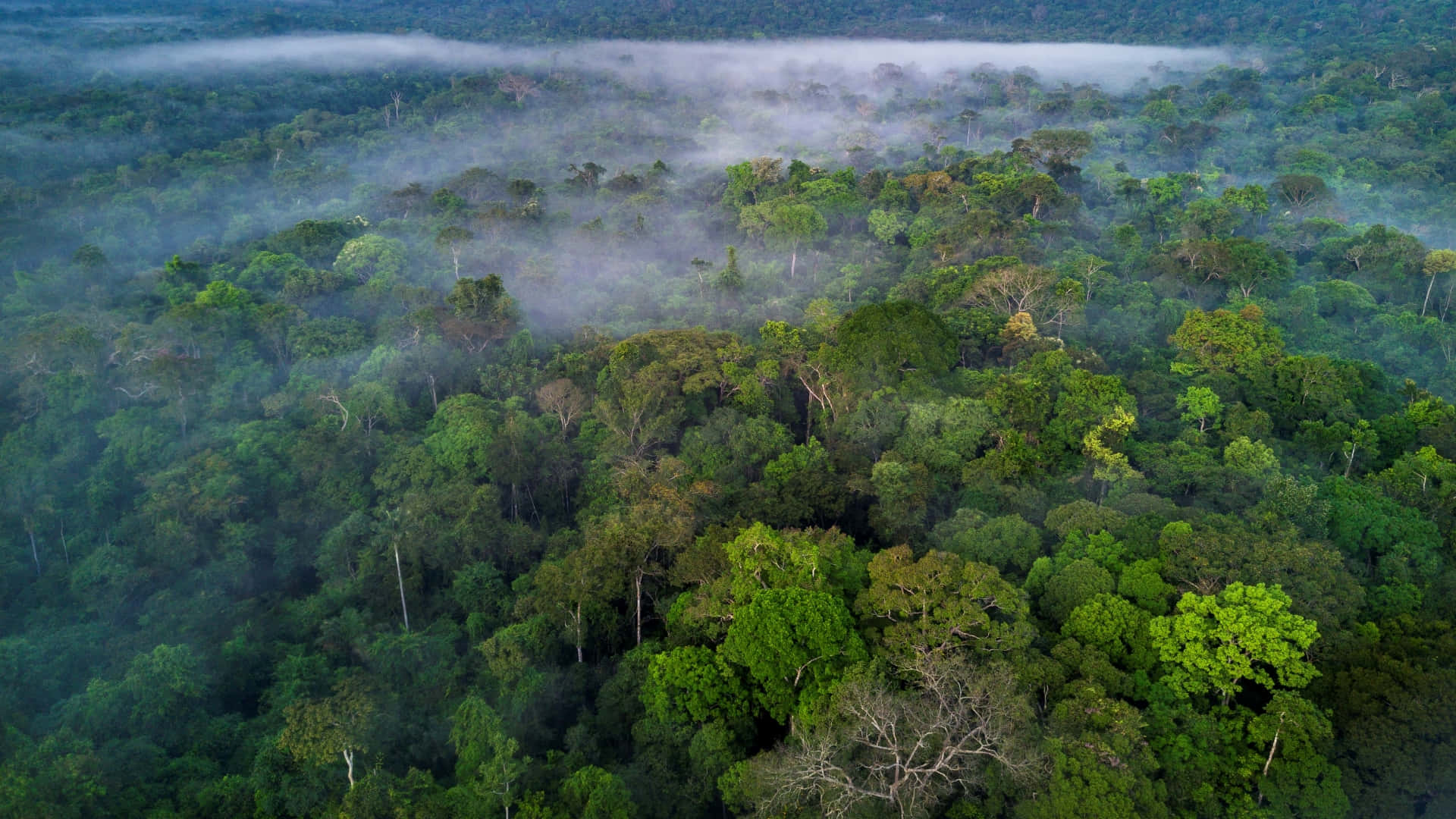 Luftvyöver Regnskogen I Indonesien