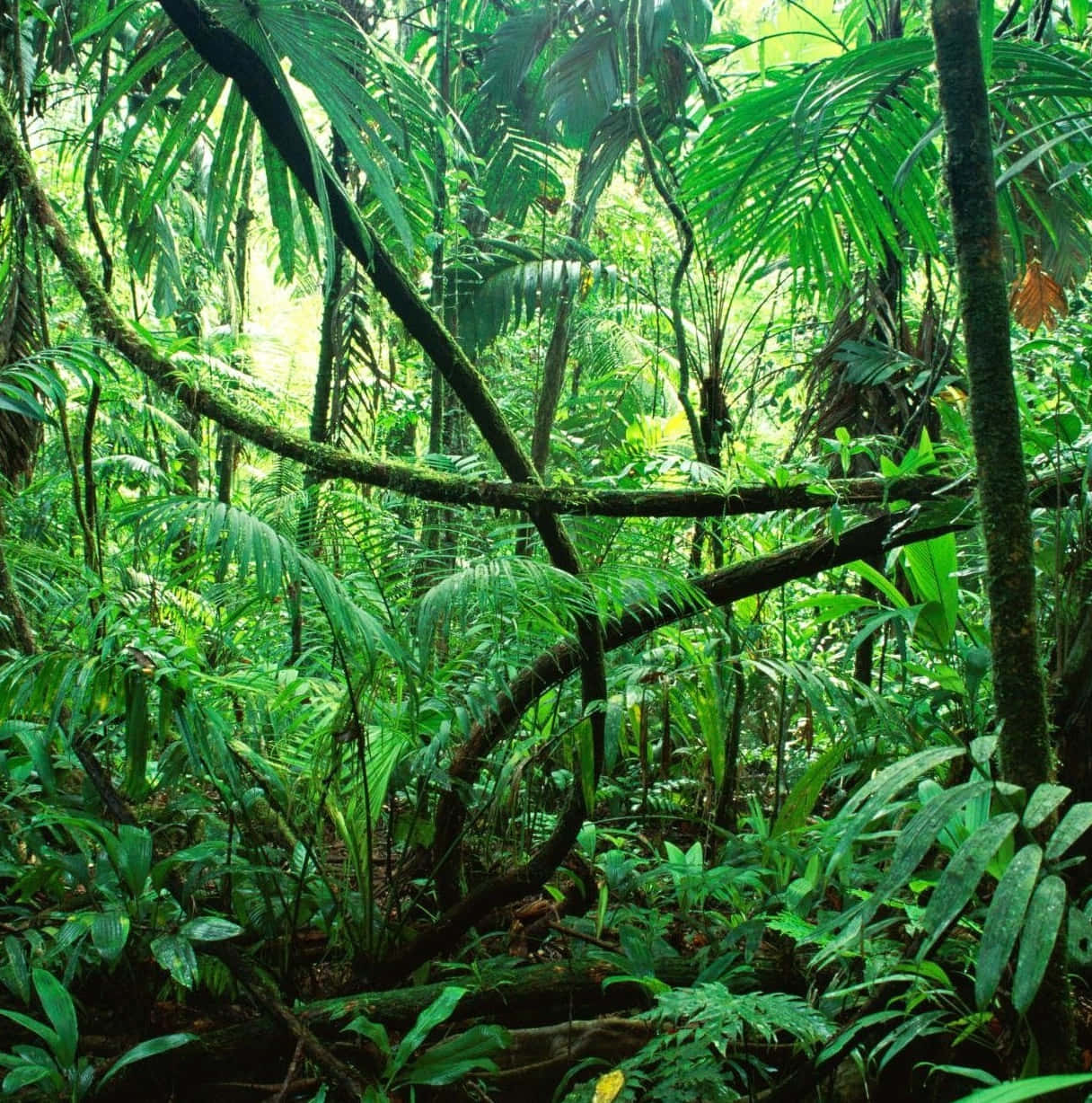 A Tropical Rainforest With Many Trees And Plants