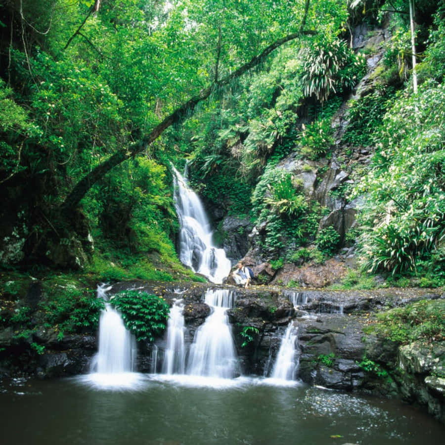 Discover Nature’s Paradise in the Rainforest