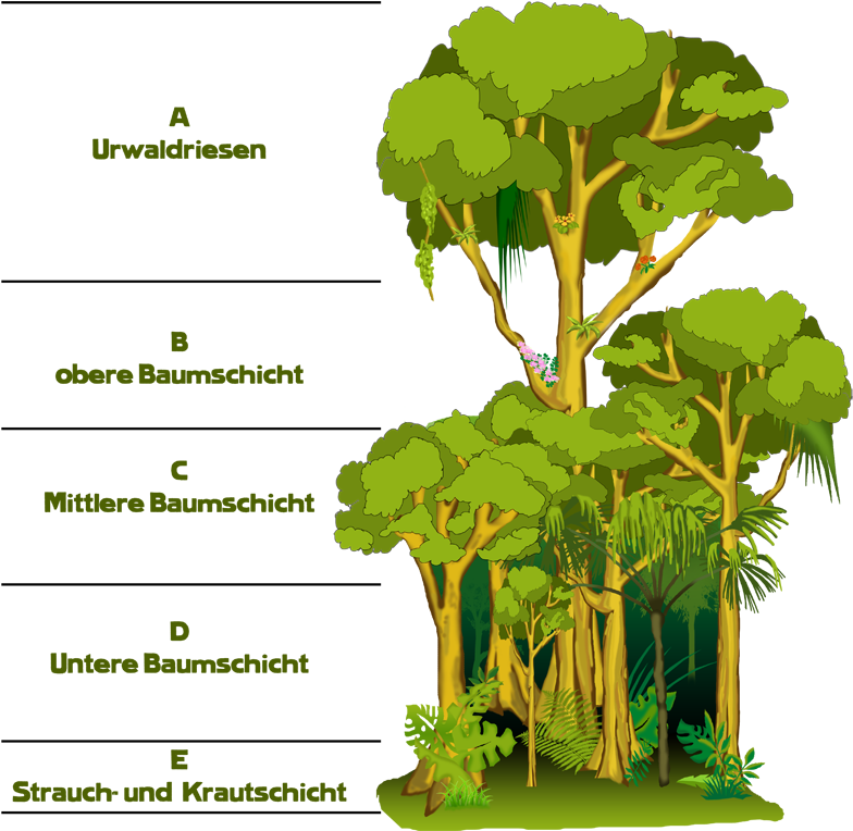 Rainforest Strata Explained PNG
