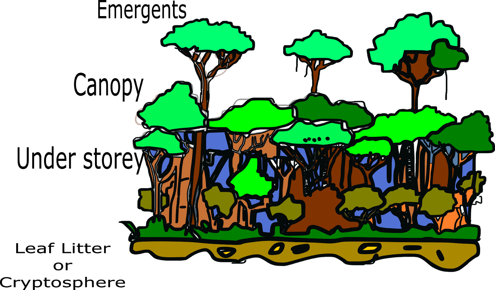 Rainforest Strata Illustration PNG