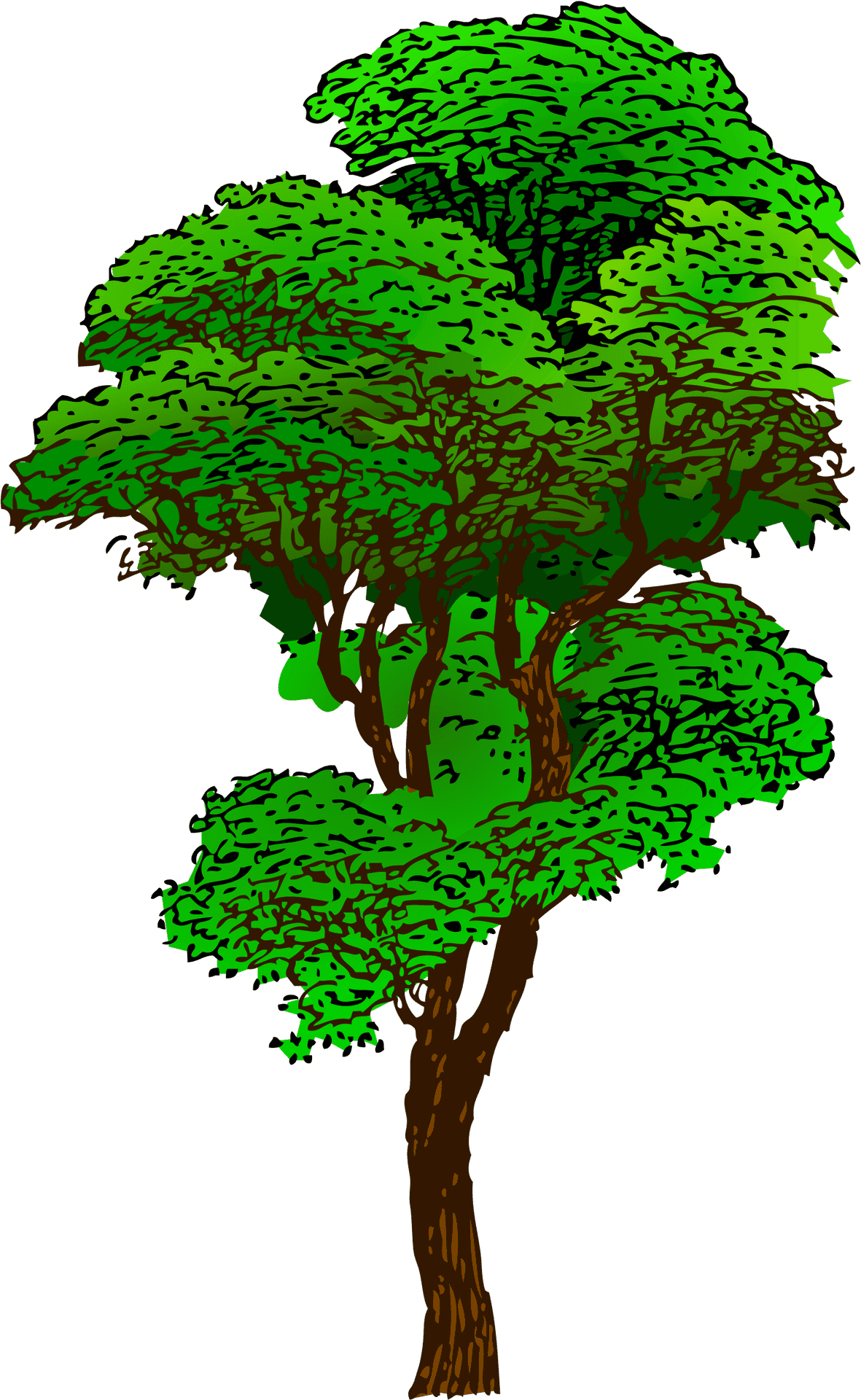 Rainforest Tree Illustration PNG