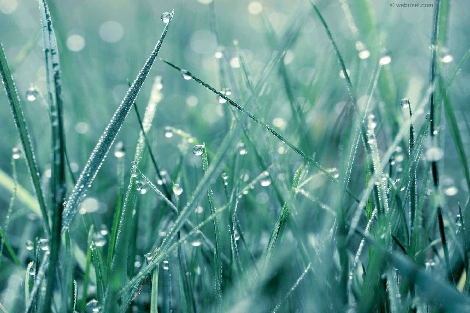 Unprimer Plano De Pasto Con Gotas De Agua