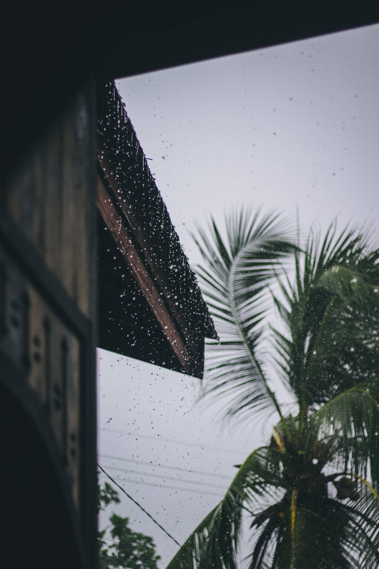 Raining Down On A Coconut Tree Wallpaper