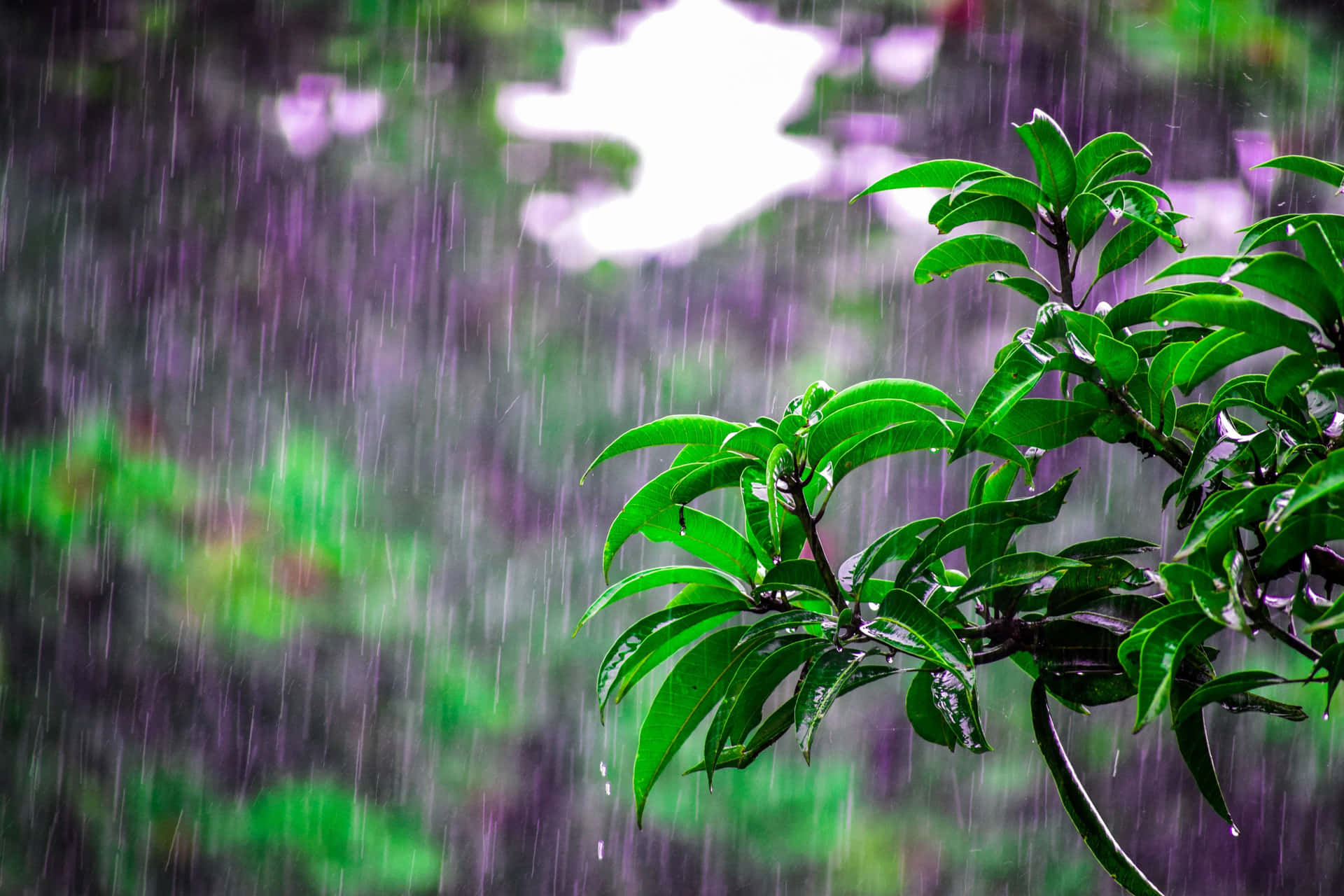 Enjoy the sound and beauty of nature's rain.