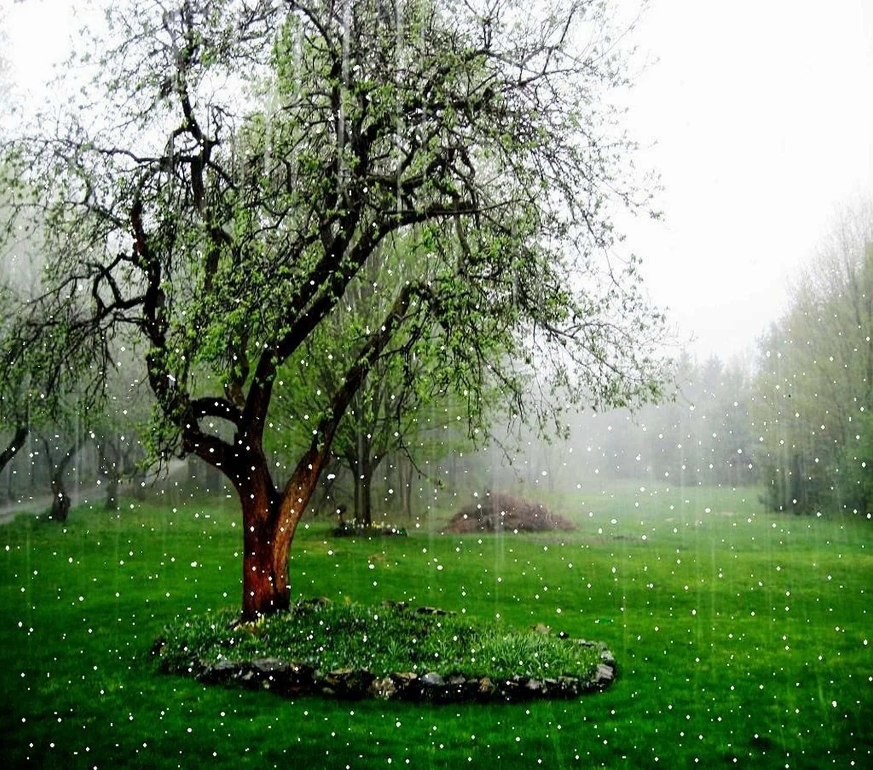 Brighten up your day with a refreshing shower of rain.