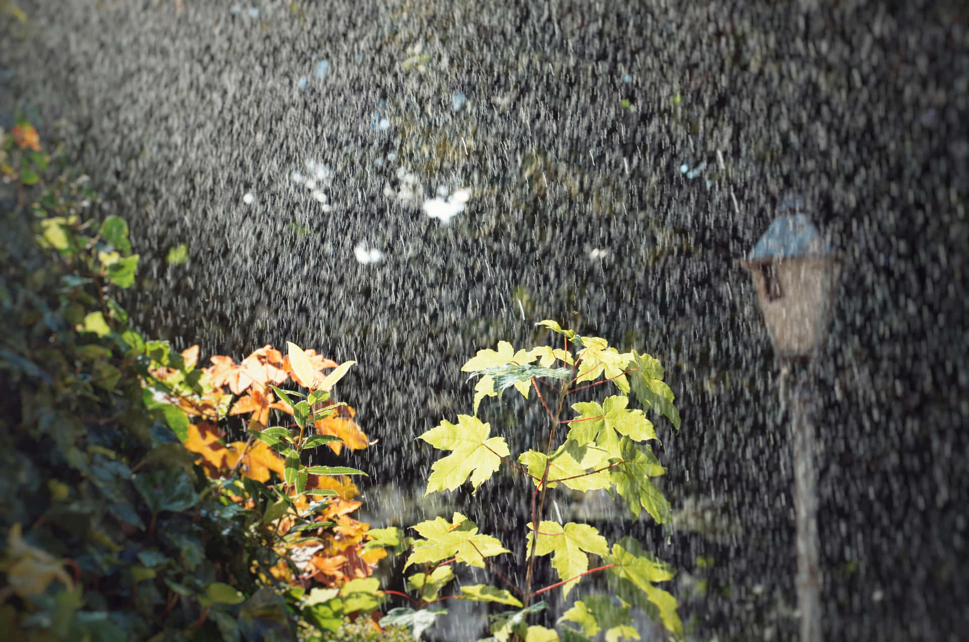 Rainy_ Autumn_ Moment_ H D.jpg Wallpaper