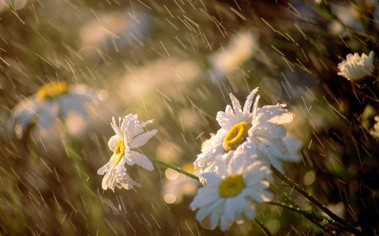Finderuhe, Frieden Und Behaglichkeit Im Regen.