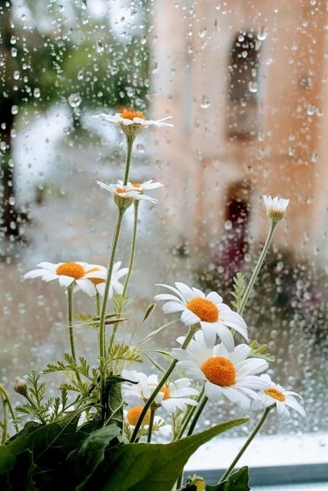 Bildvon Weißen Gänseblümchen Am Fenster An Einem Regnerischen Tag