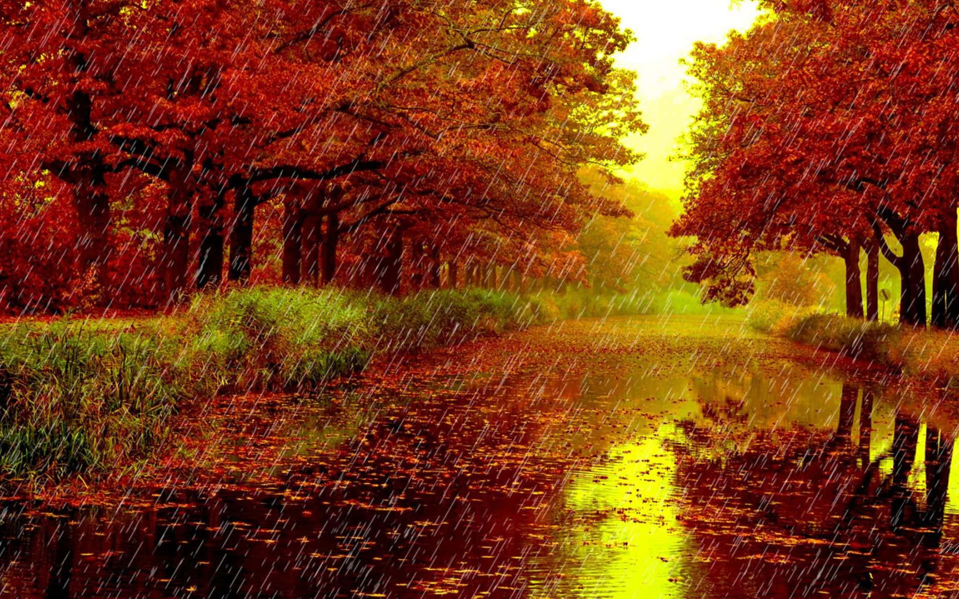 Bildeines Herbstparks An Einem Regnerischen Tag
