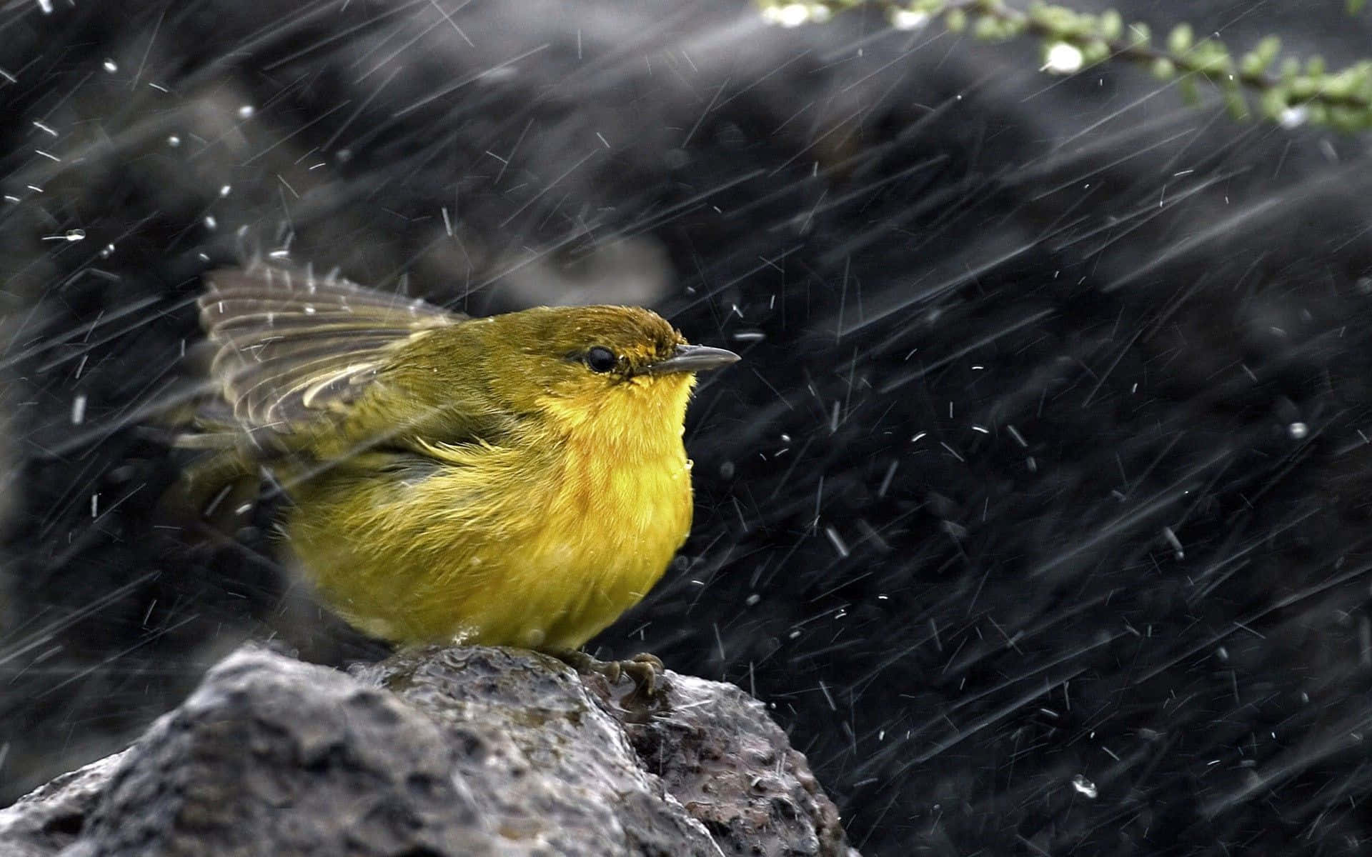 Uccellogiallo Su Una Roccia In Una Immagine Di Una Giornata Piovosa.