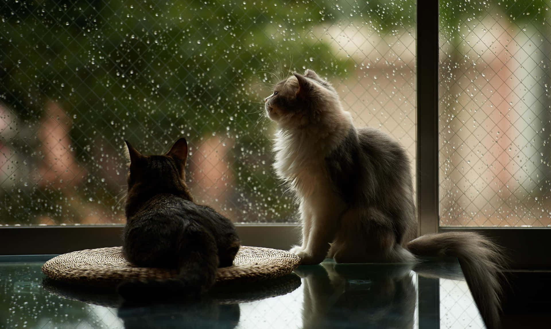 Katzenam Fenster An Einem Regnerischen Tag Bild