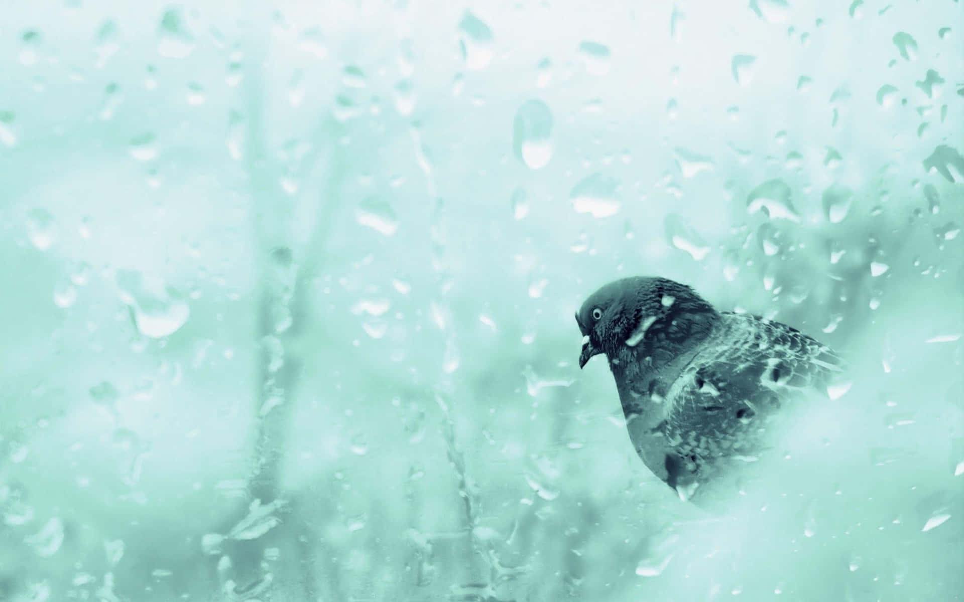 Immaginedi Un Uccello Nero Durante Una Giornata Piovosa