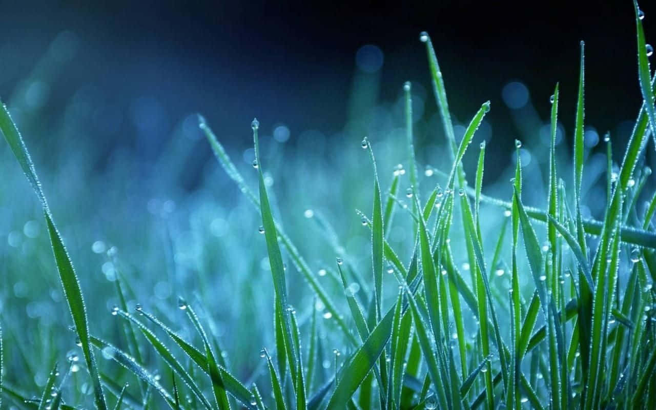 Grass With Dew Drops On It