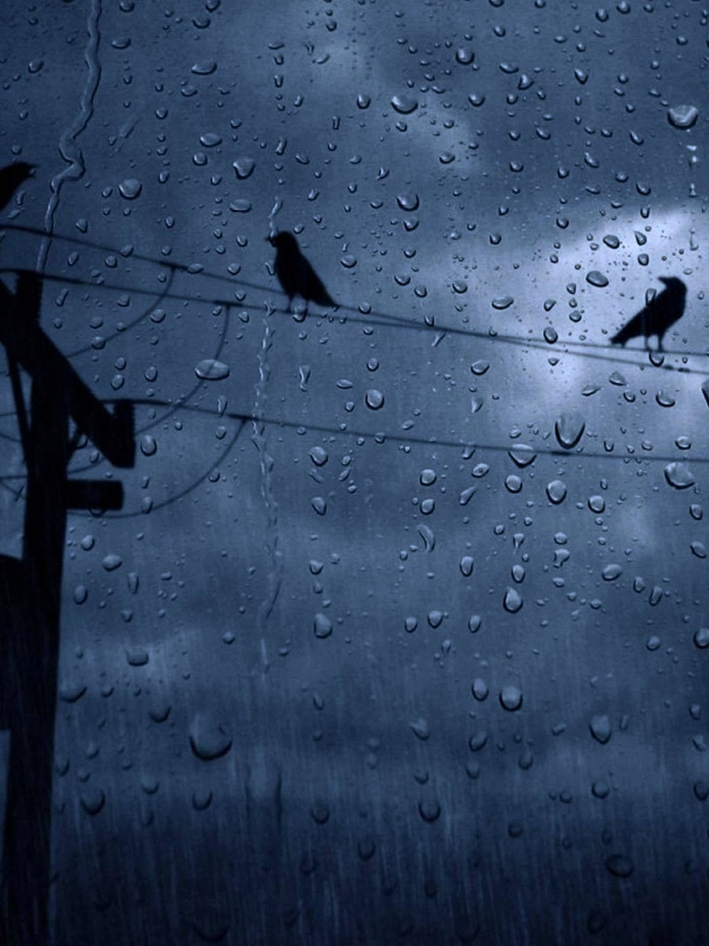 Rainy Weather With Birds Wallpaper