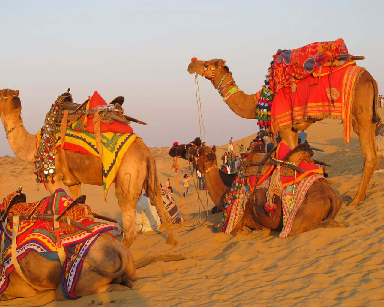Rajasthan camel hi-res stock photography and images - Alamy