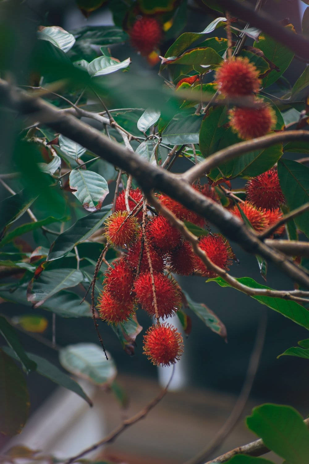 Rambutan Fruits On Tree Branch Wallpaper