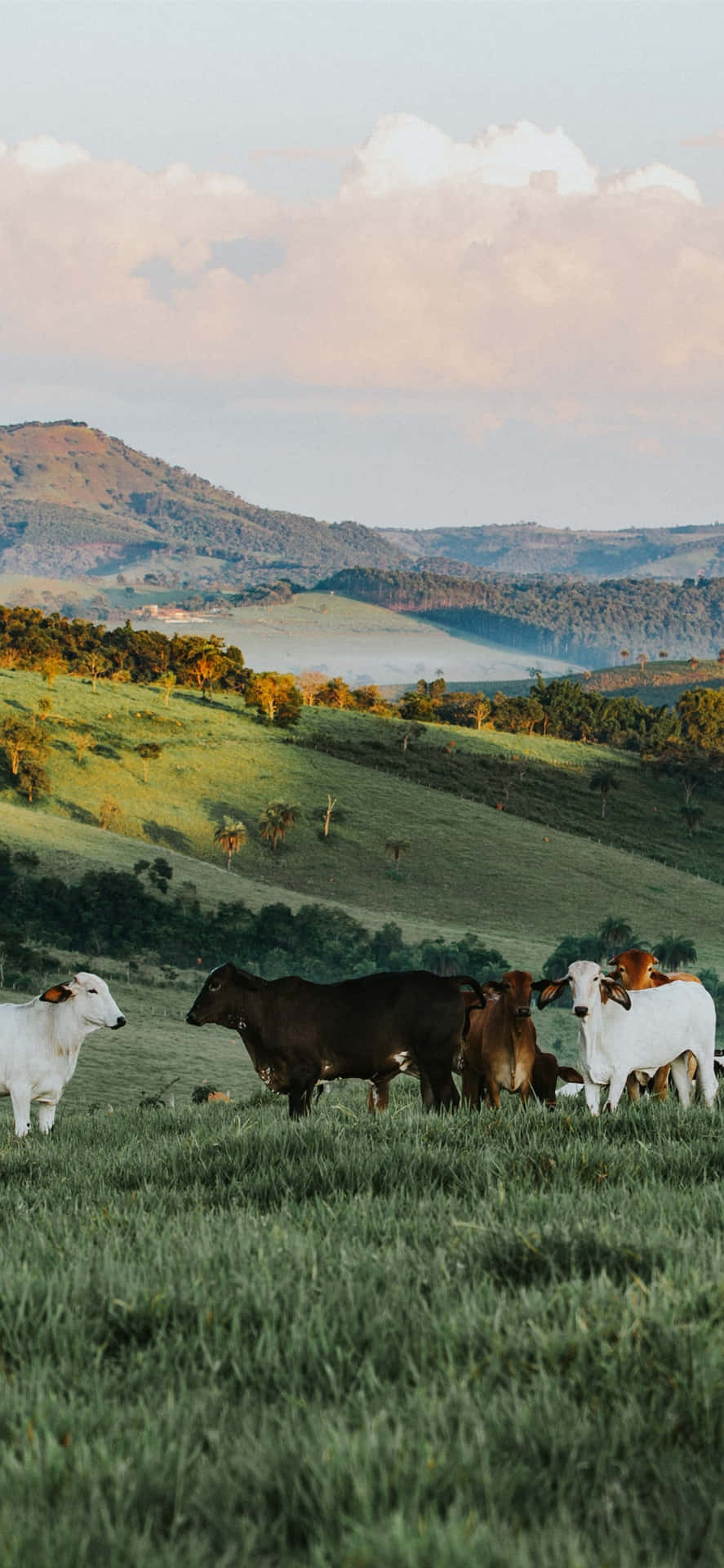 Nyd det fantastiske landskab på en ranch. Wallpaper
