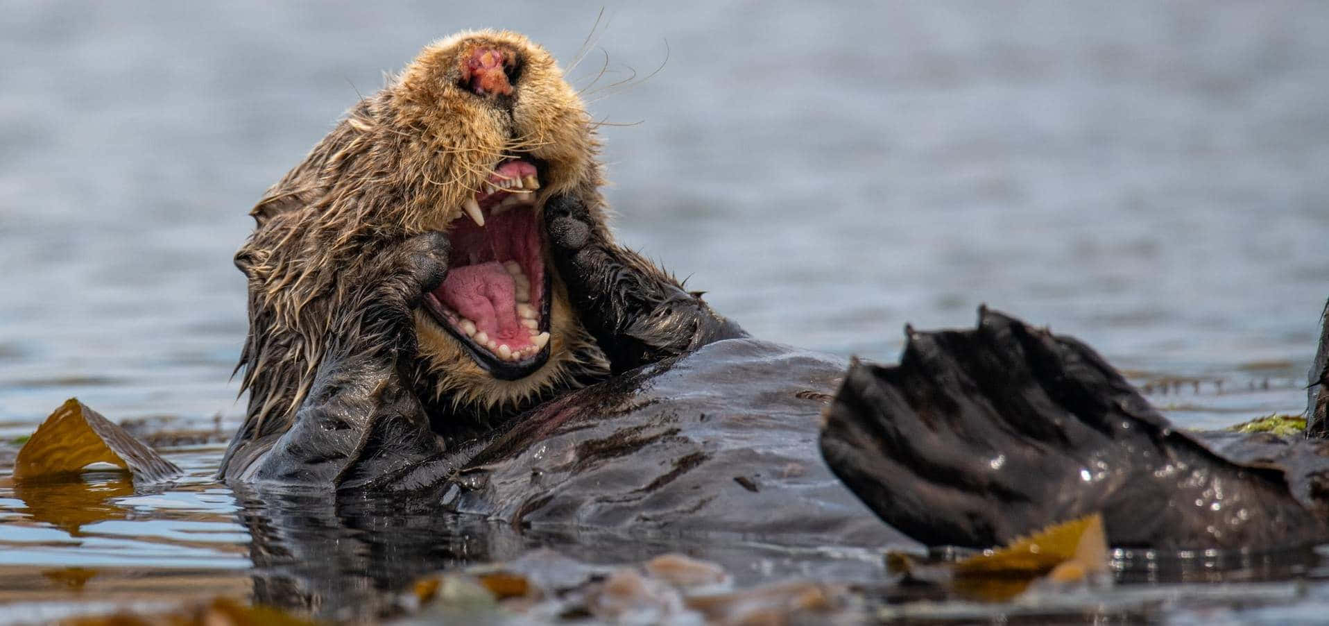 Random Funny Sea Otter Picture