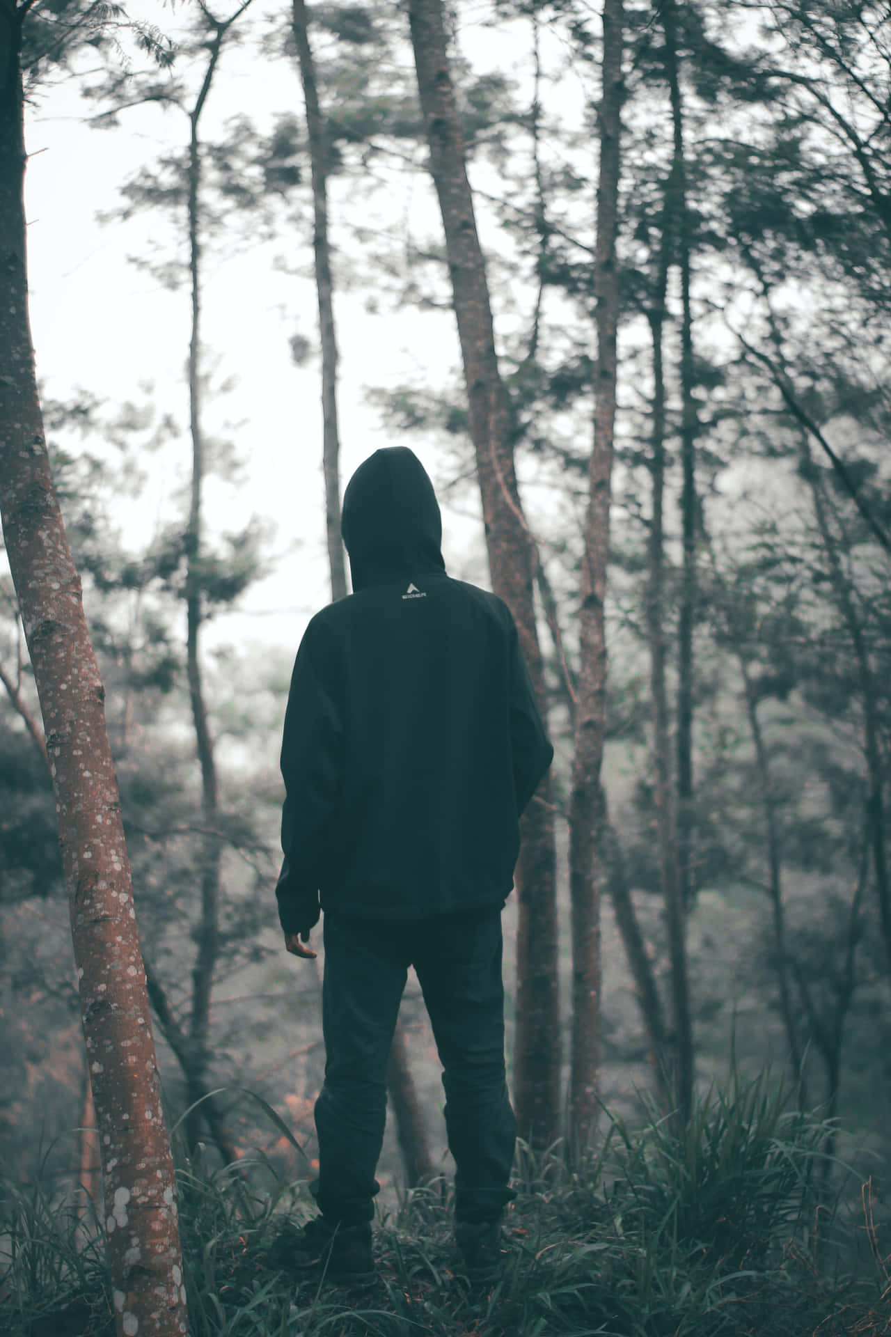 Random Person Wearing Hoodie In A Forest Wallpaper